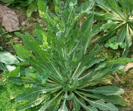 板蓝根的种植技巧与注意事项（合适的种植月份和生长环境｜栽培要点｜疾病防治）