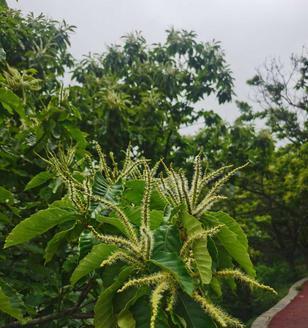 板栗开花结果时间（板栗花期特点）