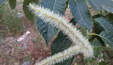 板栗开花结果时间（板栗花期特点）