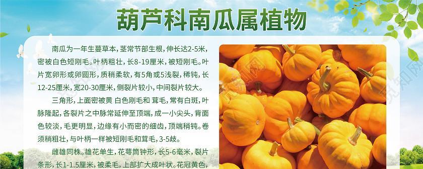 板栗南瓜的种植方法及注意事项（一年四季都可以种植）