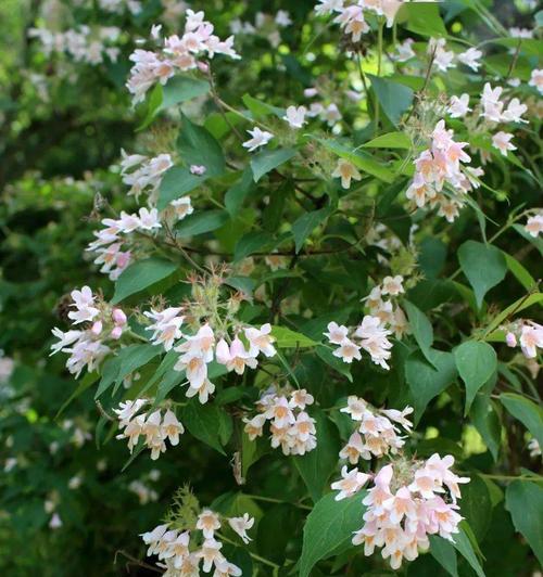 板栗花开时间及特点（了解板栗的开花时间和花朵特点）