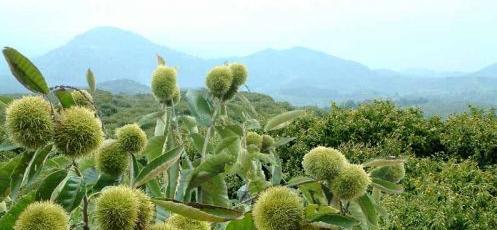 板栗，又一颗被子植物之珍（揭秘板栗的生长）