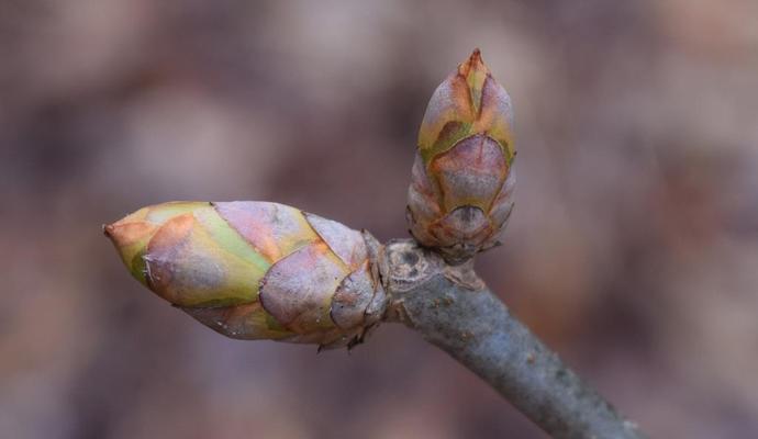 板栗的授粉方式剖析（自花授粉还是异花授粉）