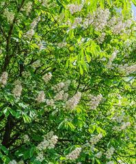 探秘板栗树的花开时节（板栗花的形态）