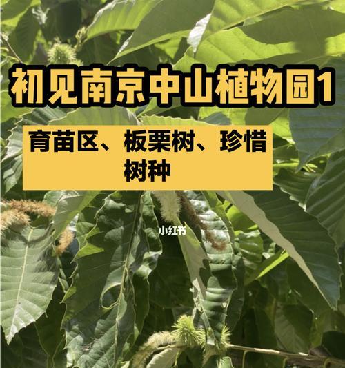 板栗树修剪技巧（打造健康枝干）