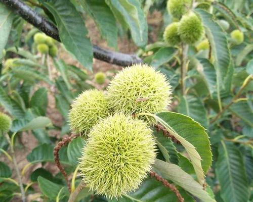 板栗种植时间与生长周期（从萌芽到收获）