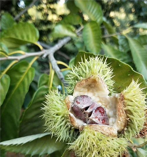 板栗种子的种植方法（从选种到收获）