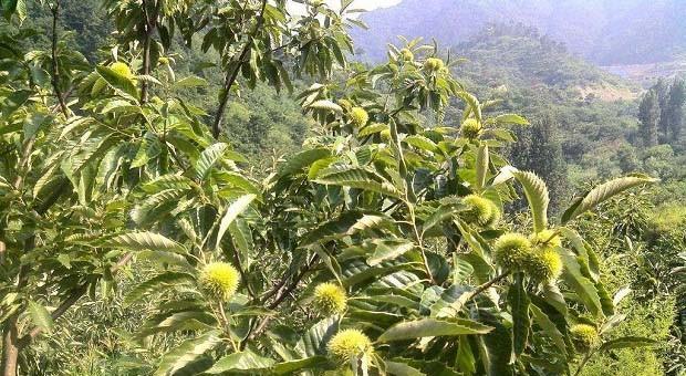 板栗种子的种植方法（从选择种子到栽培细节）