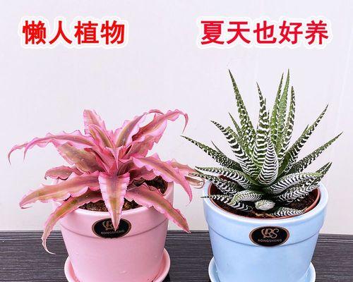 办公室好养的花卉推荐（打造舒适办公环境）