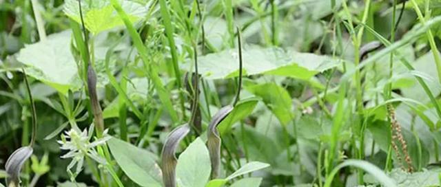 半夏块茎繁殖与种植方法（学会种植半夏）