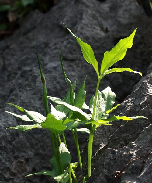 半夏种植肥料选择指南（以何种肥料为半夏提供最佳养分）