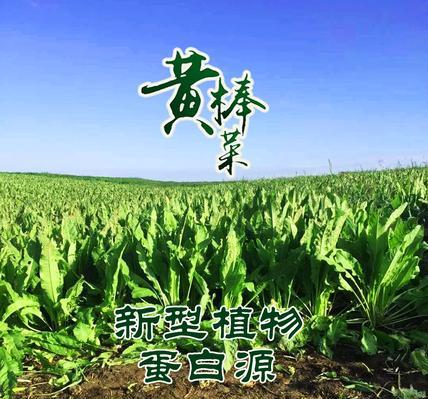 探秘中国传统小吃——棒菜