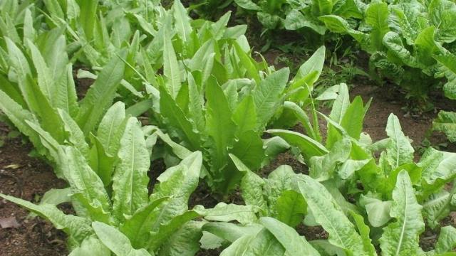 如何科学种植棒菜（最佳种植时间和种植方法）