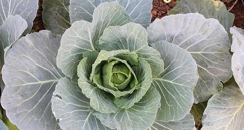 包菜生长期有多长（从种植到收获的全过程解析）