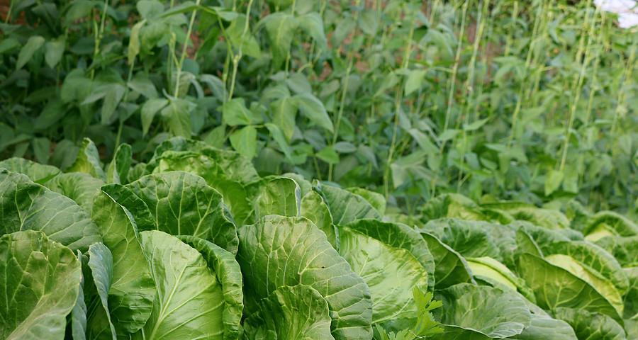 包心菜种植技巧详解（掌握最佳种植时间与方法）