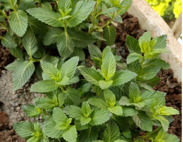 种植薄荷的方法和时间（薄荷香气随你摘）