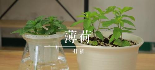 薄荷扦插的最佳月份（寻找最适合薄荷扦插的时机）