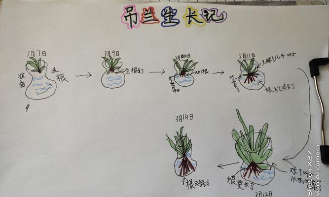 薄荷的浇水时间和正确方法（薄荷的生长与浇水技巧）