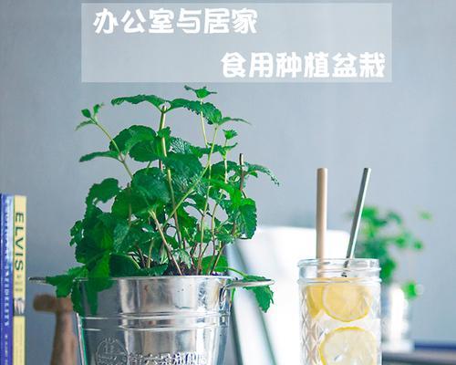 薄荷与可乐的完美搭配（一杯清凉的薄荷可乐）