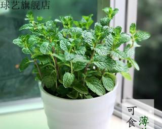 在院子里种植薄荷的注意事项（打造清凉芳香的小天地）