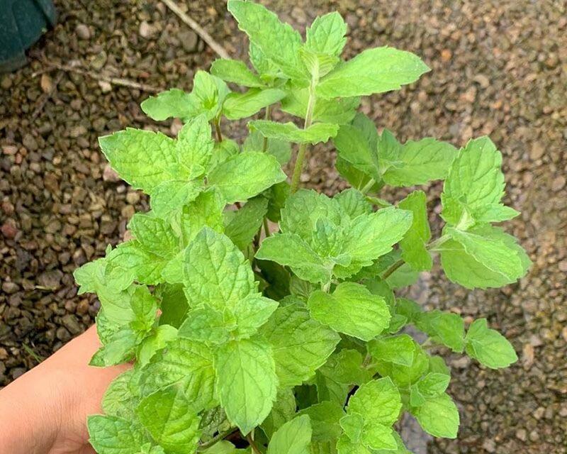 薄荷盆栽的养殖方法（如何在家中成功种植薄荷）