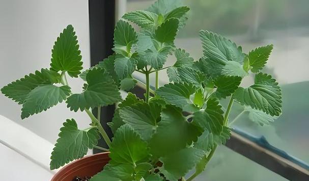 薄荷的最佳种植时间（种植薄荷的时机和技巧）