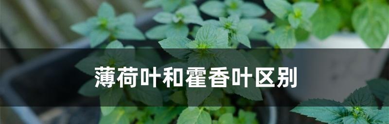 薄荷的光照需求及生长环境研究