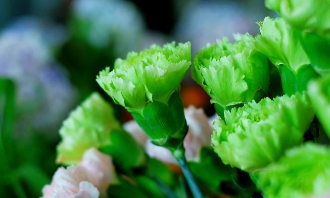 黄色康乃馨花语——温馨、感恩与祝福（探寻黄色康乃馨的花语和象征意义）