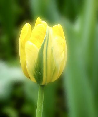 黄郁金香花语的美丽意涵（揭秘黄郁金香的15种花语）