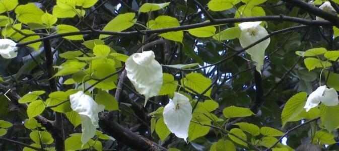 探索活化石植物的代表意义（揭示植物进化历程的奥秘）