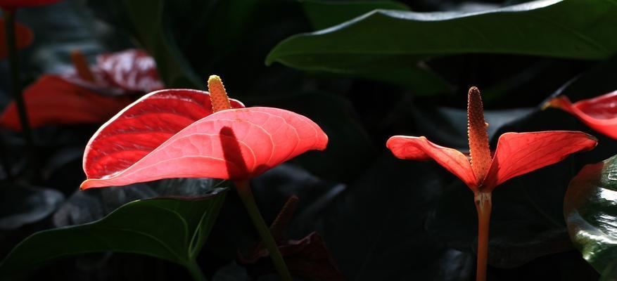 火鹤花的象征意义（美丽绽放的火鹤花）