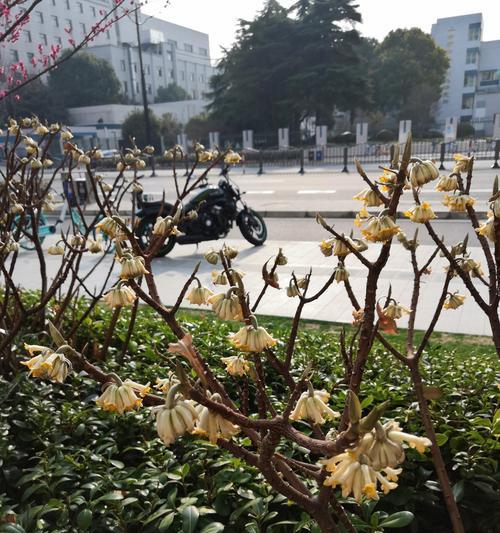 以结香的花语和传说（传说中的痴情少女-以结香）