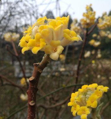 以结香的花语与传说故事——人类对爱与坚持的赞美（用鲜花传递真挚感情）