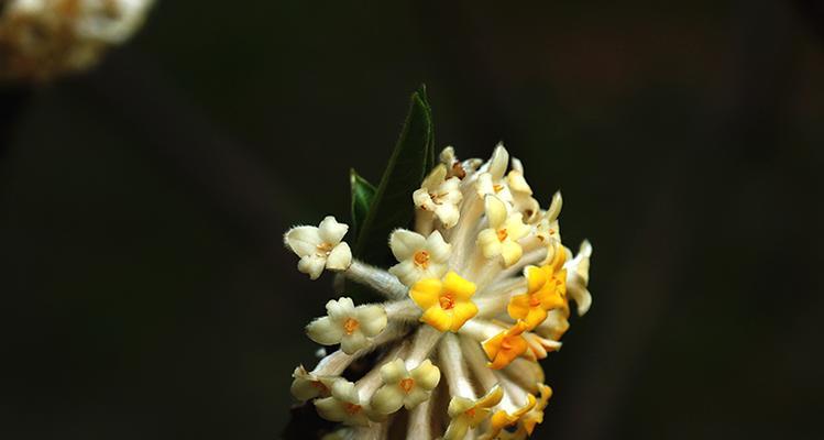 以结香花的寓意与象征（探寻以结香花的文化内涵及其象征意义）