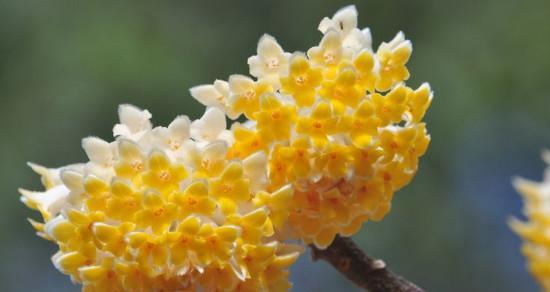 以结香花的寓意与象征（探寻以结香花的文化内涵及其象征意义）