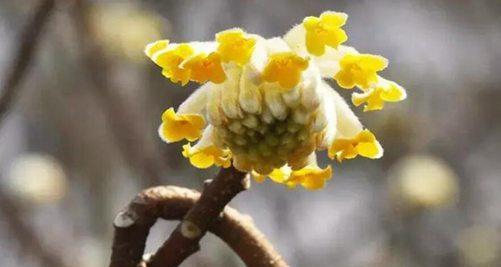 以结香花花语的美好寓意（传递爱与祝福的芬芳语言）