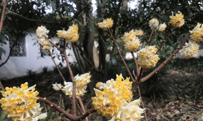 以结香花花语的美好寓意（传递爱与祝福的芬芳语言）