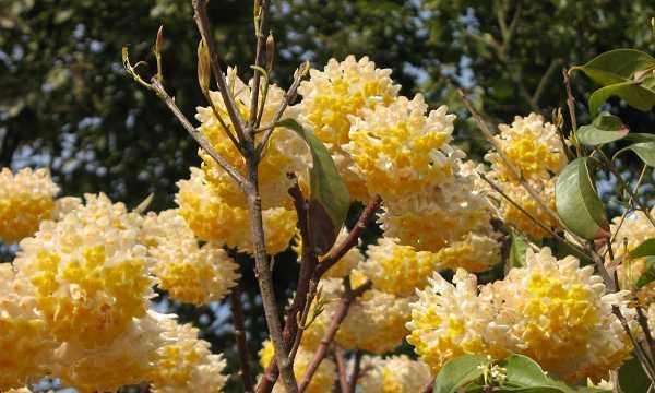 以结香花语的深意与寓意（寻找幸福的线索）