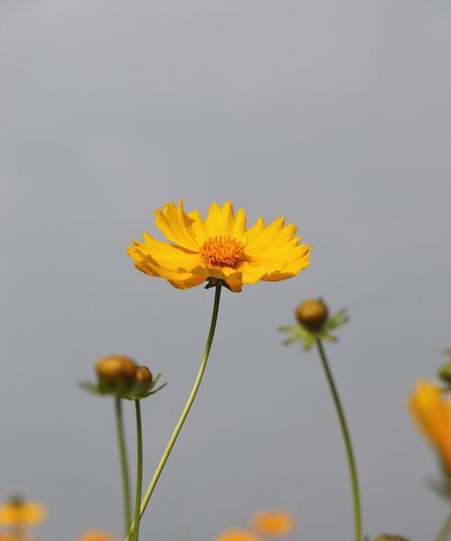 金鸡菊花语的奥秘及其象征意义（解读金鸡菊的花语）