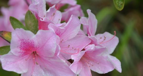 锦绣杜鹃的花语及其意义（探寻锦绣杜鹃的神秘花语）