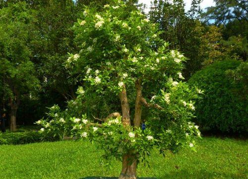 九里香花语与寓意之美（香气四溢的九里香）