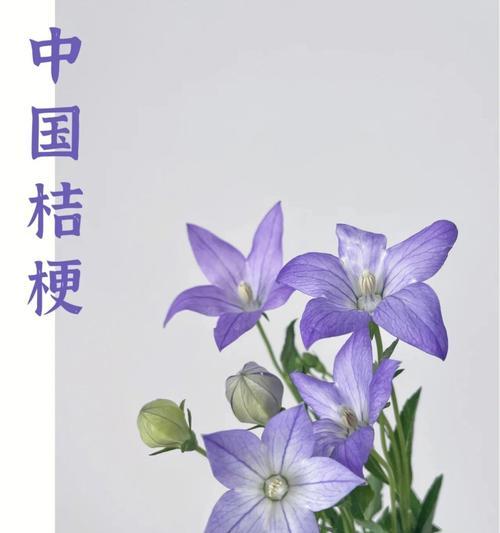 桔梗花的花语与传说（娇美而神秘的桔梗花）