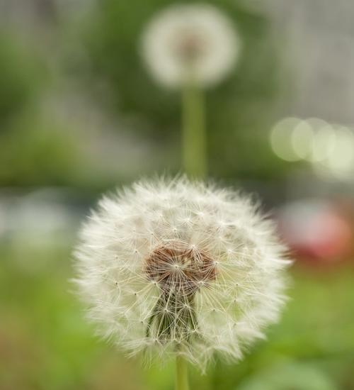 以款冬蒲公英——生日花语早熟（花开在冬季）