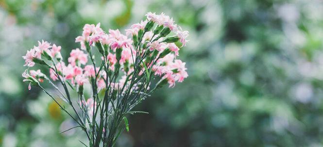 蓝桉花语与美好寓意（蓝桉花语的深层含义与情感表达）