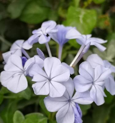 蓝花丹的花语与意义（探寻蓝花丹的深邃内涵及其象征的美好品质）