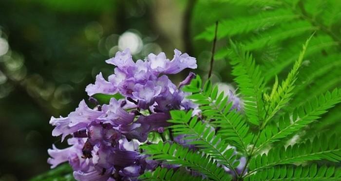 蓝花楹的花语与美丽传说（一朵蓝色的花）