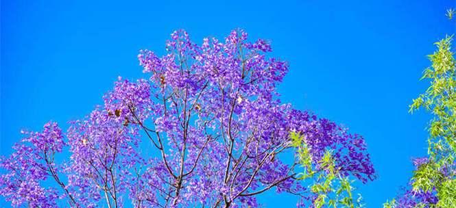 蓝花楹的花语与美丽传说（一朵蓝色的花）