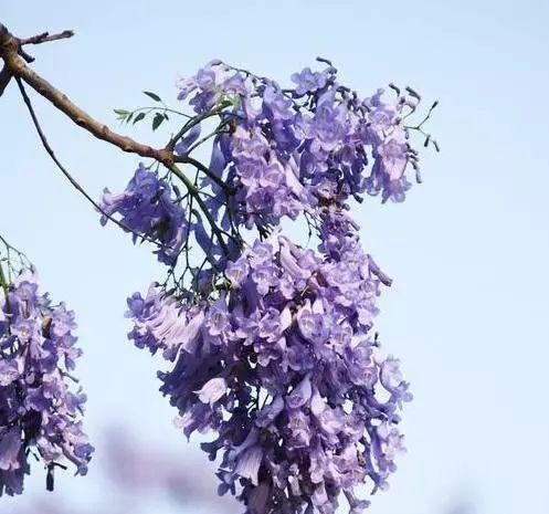 蓝花楹花语与意义的解读（探寻蓝花楹的美丽秘密）