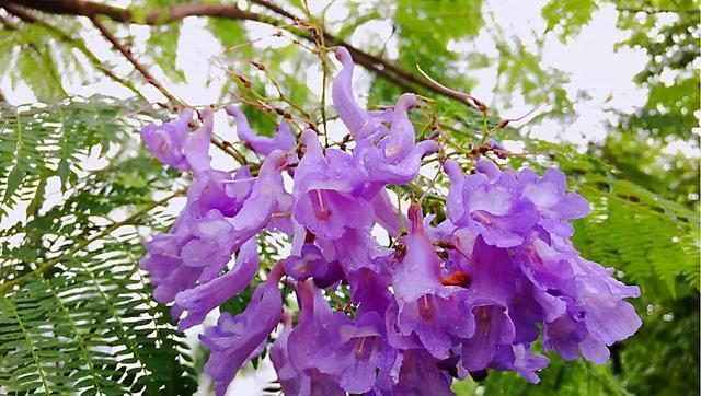 蓝花楹花语与意义的解读（探寻蓝花楹的美丽秘密）