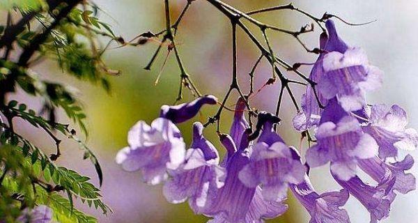 蓝花楹花语寓意与美的赞美（蓝花楹）